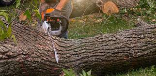 How Our Tree Care Process Works  in Oak Ridge, NC